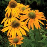 Echinacea 'Now Cheesier'