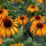 Echinacea 'Phoenix'