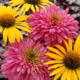 Echinacea 'Pink Poodle'