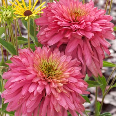 Echinacea 'Pink Poodle'