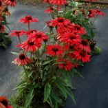 Echinacea PRIMA™ 'Ruby'