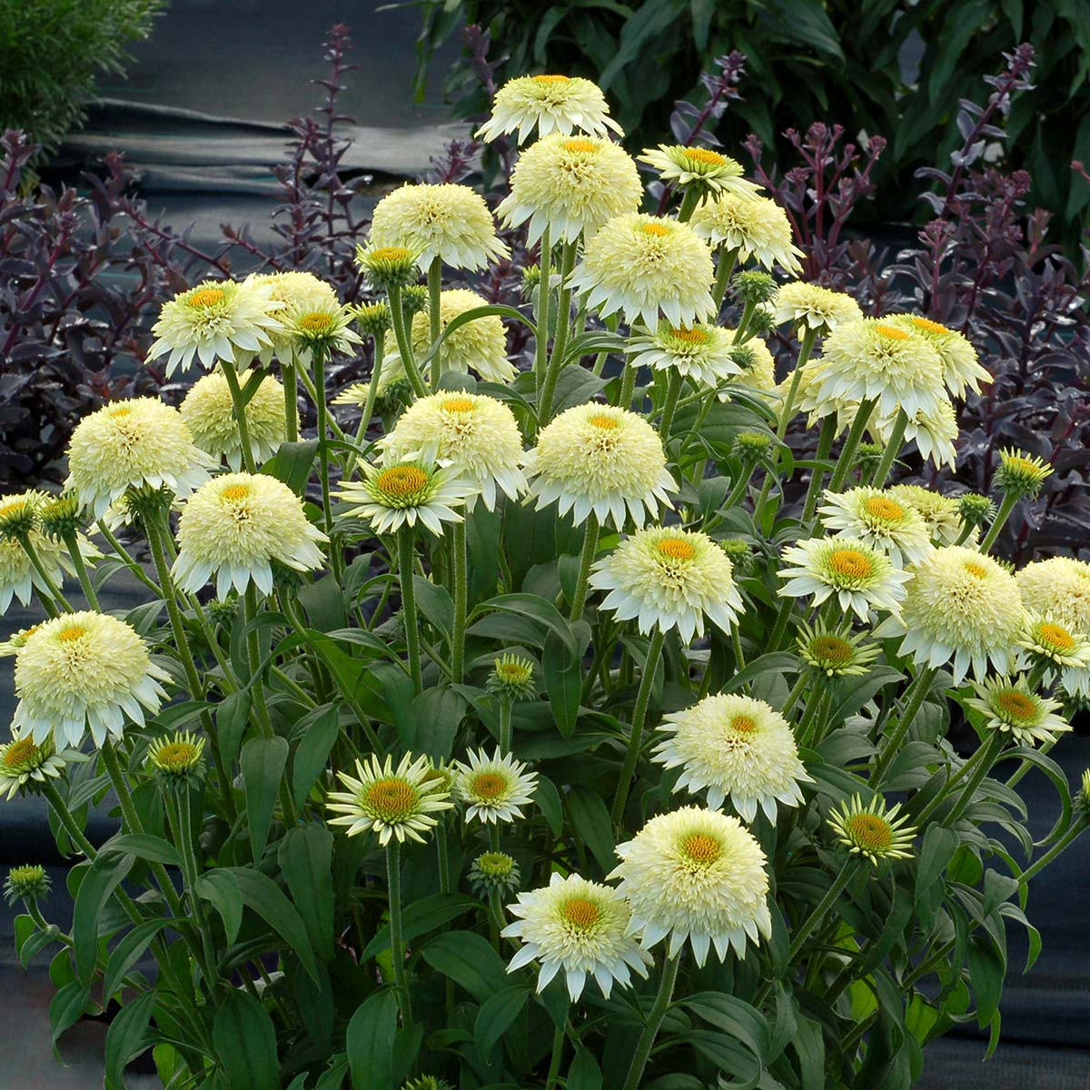 Echinacea PUFF® 'Vanilla'