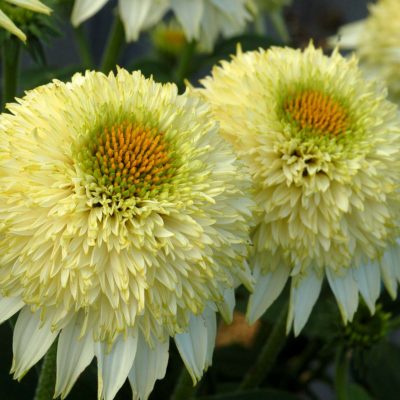 Echinacea PUFF® 'Vanilla'