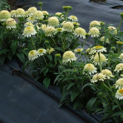 Echinacea PUFF® 'Vanilla'