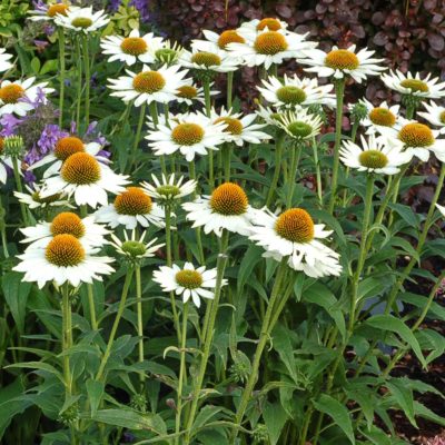 Echinacea 'Purity'