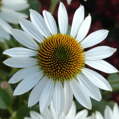 Echinacea 'Purity'