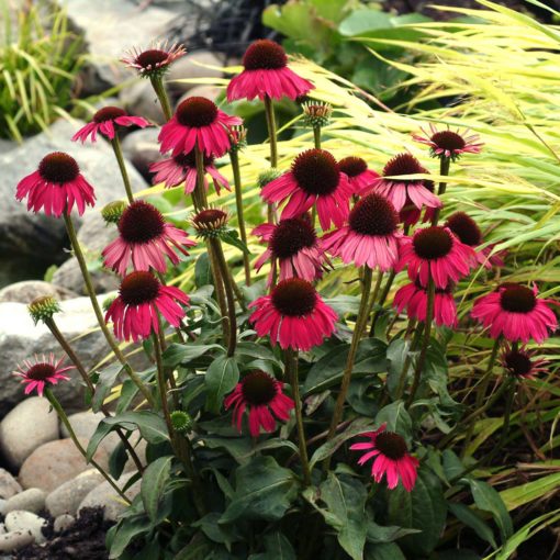 Echinacea 'Raspberry Tart'