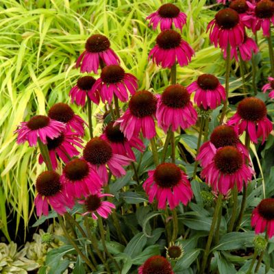 Echinacea 'Raspberry Tart'