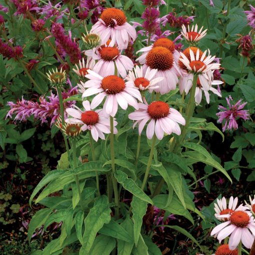 Echinacea 'Rosita'