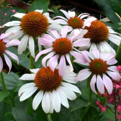 Echinacea 'Rosita'