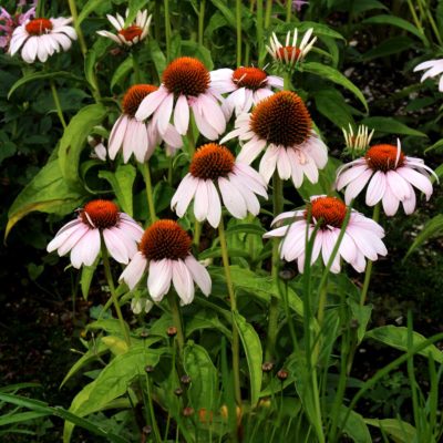 Echinacea 'Rosita'