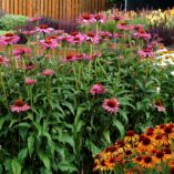 Echinacea 'Ruby Giant'