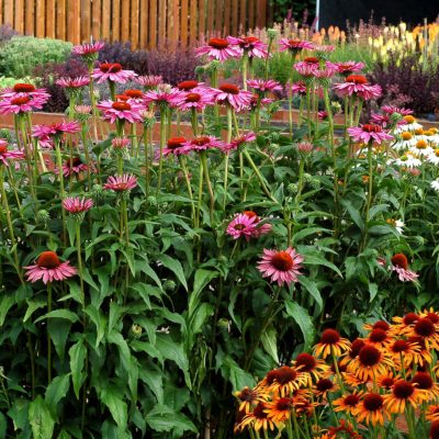 Echinacea 'Ruby Giant'