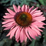 Echinacea 'Ruby Giant'