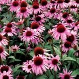 Echinacea 'Satin Nights'