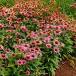 Echinacea 'Satin Nights'