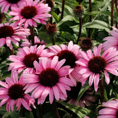 Echinacea 'Satin Nights'