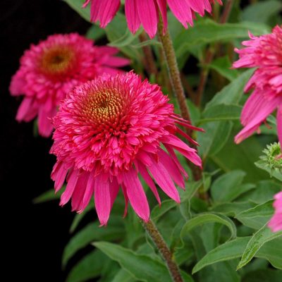 Echinacea 'Secret Affair'