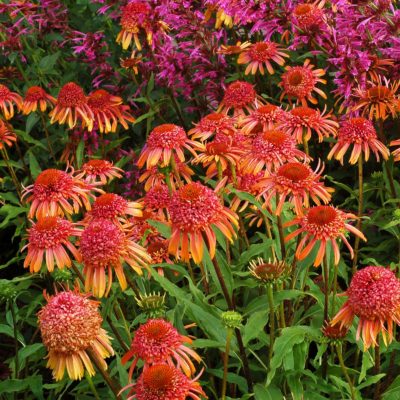 Echinacea 'Secret Desire'