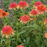 Echinacea 'Secret Desire'