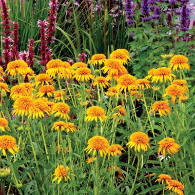 Echinacea 'Secret Glow'