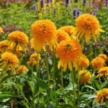 Echinacea 'Secret Glow'