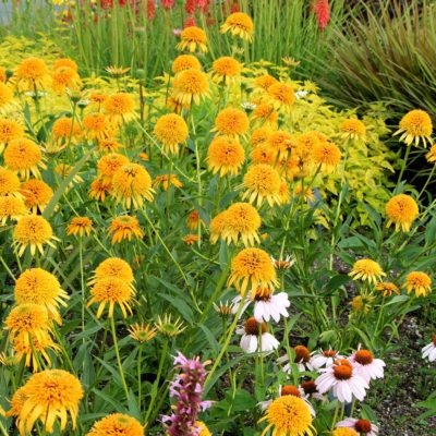 Echinacea 'Secret Glow'