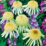 Echinacea 'Secret Joy'