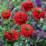 Echinacea 'Secret Love'