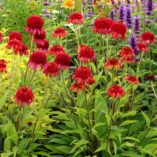 Echinacea 'Secret Love'