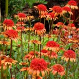 Echinacea 'Secret Lust'