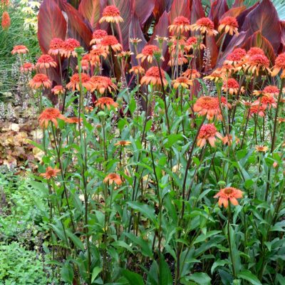 Echinacea 'Secret Lust'