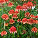 Echinacea 'Secret Lust'