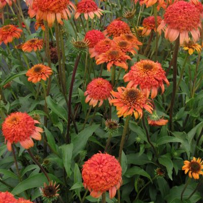 Echinacea 'Secret Lust'