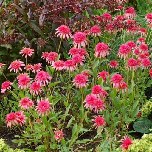 Echinacea 'Secret Passion'