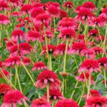 Echinacea 'Secret Passion'