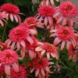 Echinacea 'Secret Passion'