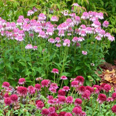 Echinacea 'Secret Romance'