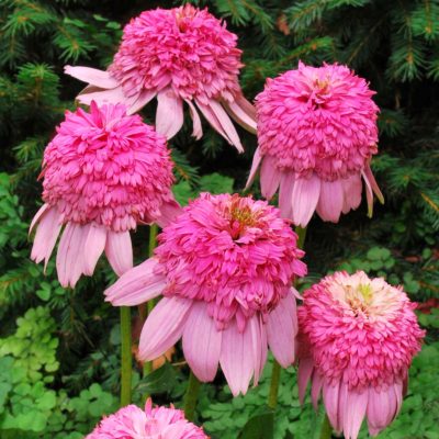 Echinacea 'Secret Romance'