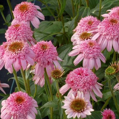 Echinacea 'Secret Romance'