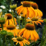 Echinacea 'Sunbird'