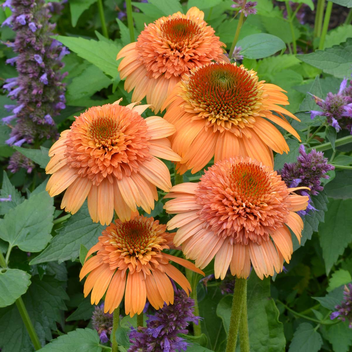 Echinacea SUPREME™ 'Cantaloupe'