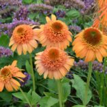 Echinacea SUPREME™ 'Cantaloupe'