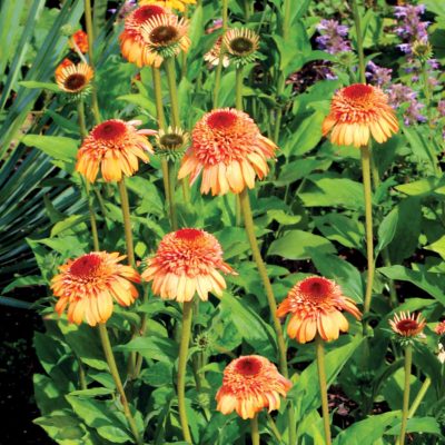 Echinacea SUPREME™ 'Cantaloupe'