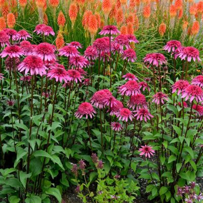 Echinacea SUPREME™ 'Elegance'