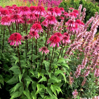 Echinacea SUPREME™ 'Elegance'