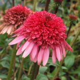 Echinacea SUPREME™ 'Elegance'