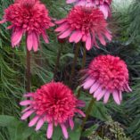 Echinacea SUPREME™ 'Elegance'