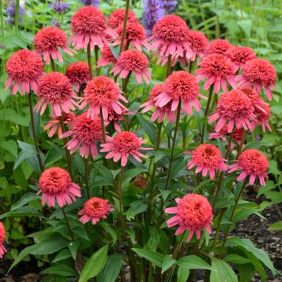 Echinacea SUPREME™ 'Flamingo'