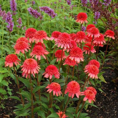 Echinacea SUPREME™ 'Flamingo'